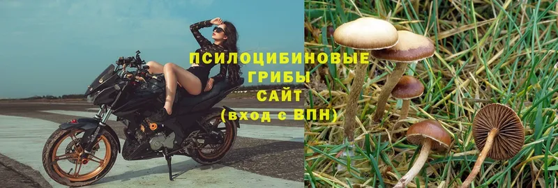 Псилоцибиновые грибы Magic Shrooms  Валдай 